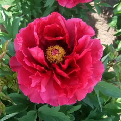 Пион КРАСНЫЙ ГИГАНТ древовидный в Барановичах