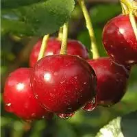 Дюк ПРЕВОСХОДНАЯ ВЕНЬЯМИНОВА в Барановичах