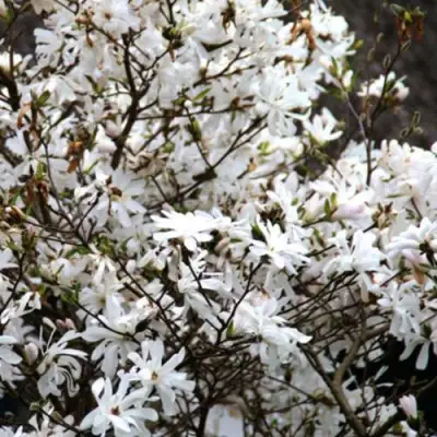 Магнолия СТЕЛЛАТА в Барановичах