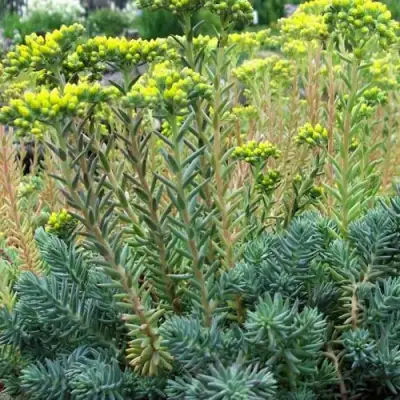 Очиток (седум) отогнутый в Барановичах