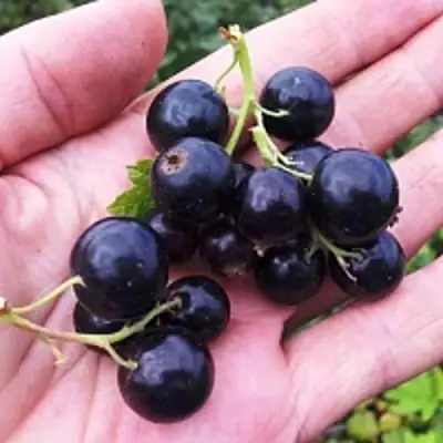 Смородина чёрная ГЕРКУЛЕС в Барановичах