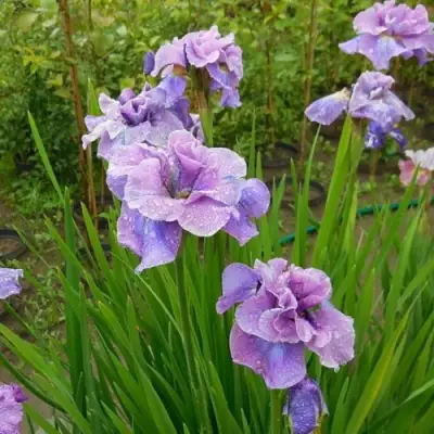 Ирис ХЭВИНГ ФАН сибирский в Барановичах