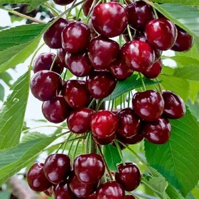 Черешня ХЕЛЕНА колоновидная в Барановичах