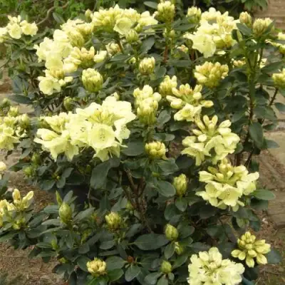 Рододендрон ГОЛДКРОН в Барановичах