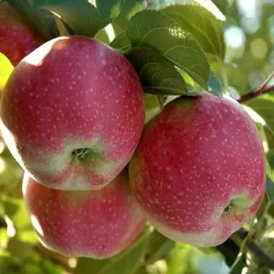 Яблоня АЛЬВА в Барановичах