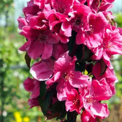 Яблоня МАЛИНОВОЕ ОЖЕРЕЛЬЕ колонновидная в Барановичах