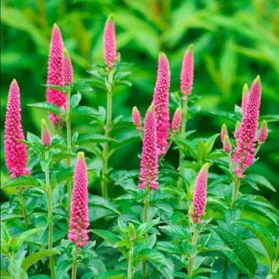 Вероника РОНИКА ФУКСИЯ в Барановичах