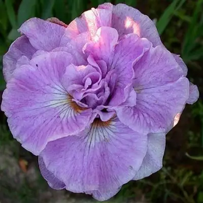 Ирис ИМПЕРИАЛ ОПАЛ сибирский в Барановичах