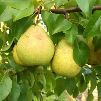 Груша ВЕЛИКАЯ ЛЕТНЯЯ (БОЛЬШАЯ ЛЕТНЯЯ) в Барановичах