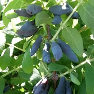 Жимолость съедобная НИМФА (ГАММА) в Барановичах