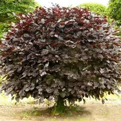 Бук лесной АТРОПУНИЦЕА в Барановичах