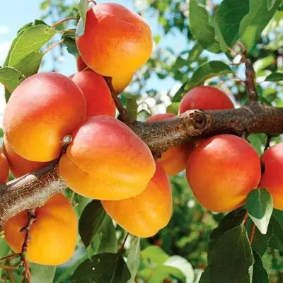 Абрикос ТРИУМФ СЕВЕРНЫЙ в Барановичах