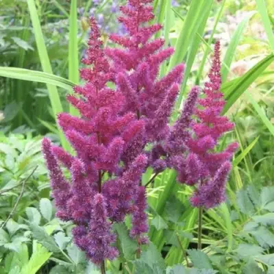 Астильба КАРАОКЕ ПАРТИ китайская в Барановичах