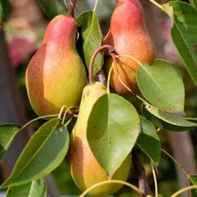 Груша РУССКАЯ КРАСАВИЦА (КРАСАВИЦА ЧЕРНЕНКО) в Барановичах