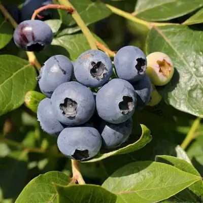 Голубика ШАНТЕКЛЕР в Барановичах