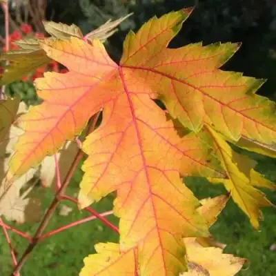 Клен серебристый в Барановичах