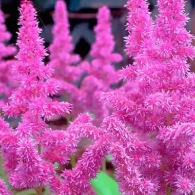 Астильба АМЕТИСТ Арендса в Барановичах