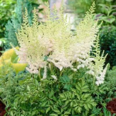 Астильба МИЛК ЭНД ХАНИ китайская в Барановичах