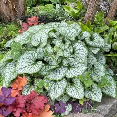 Бруннера ДЖЭК ФРОСТ в Барановичах