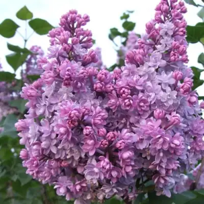 Сирень КОЛХОЗНИЦА в Барановичах