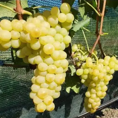 Виноград КИШМИШ ЗОЛОТЦЕ в Барановичах