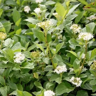 Дерен ФЛАВИРАМЕА отпрысковый в Барановичах