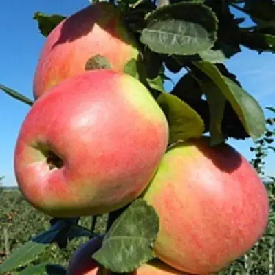 Яблоня БРЯНСКОЕ РОЗОВОЕ в Барановичах