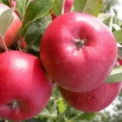 Яблоня ПОСПЕХ в Барановичах