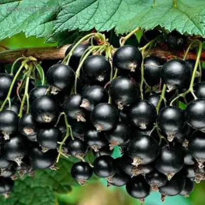 Смородина черная БЕН КОНАН в Барановичах