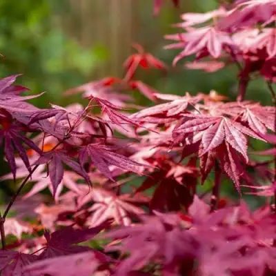 Клен дланевидный АТРОПУРПУРЕУМ в Барановичах