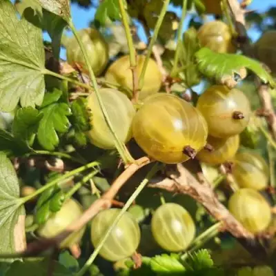 Крыжовник БЕЛОРУCСКИЙ САХАРНЫЙ 2 в Барановичах