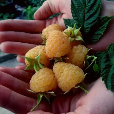 Малина ЗЮГАНА ЗОЛОТАЯ в Барановичах