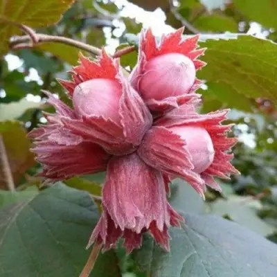 Фундук СКАРЛЕТТ в Барановичах