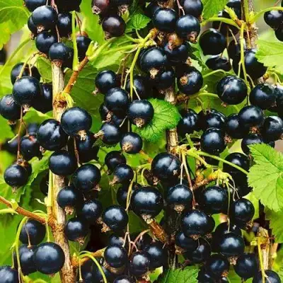 Смородина чёрная ИЗЮМНАЯ в Барановичах