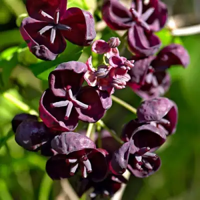 Акебия ПЯТЁРНАЯ  в Барановичах