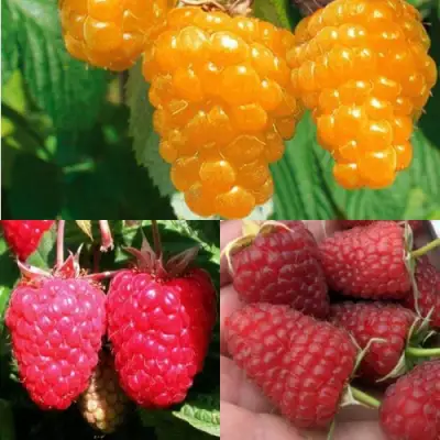 Комплект ЗОЛОТАЯ МАЛИНА в Барановичах