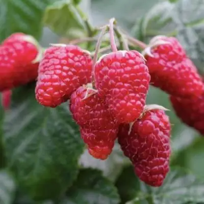 Малина МАРОСЕЙКА в Барановичах