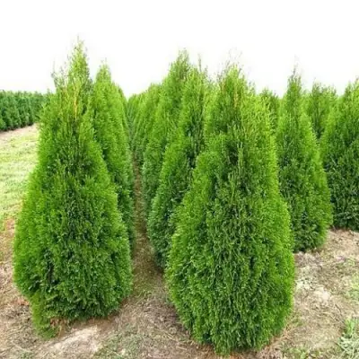 Туя СМАРАГД западная в Барановичах