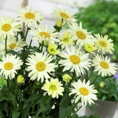 Нивяник БРОДВЕЙ ЛАЙТС великолепный в Барановичах