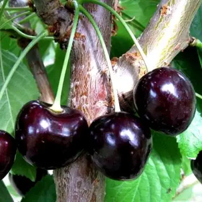 Вишня ШОКОЛАДНИЦА в Барановичах