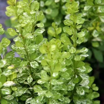 Барбарис ПАУ ВАУ тунберга в Барановичах