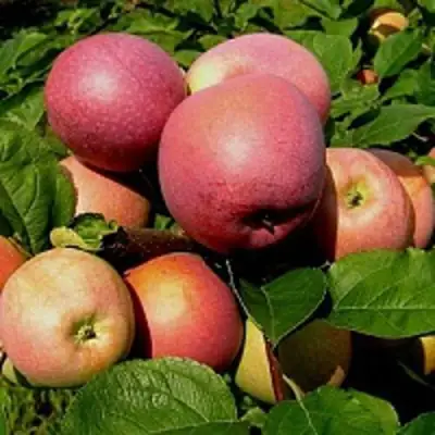 Яблоня СЛАВА ПОБЕДИТЕЛЯМ в Барановичах