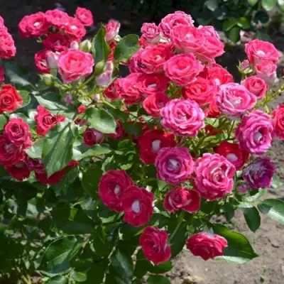 Роза ШОНЕ КОБЛЕНЦЕРИН флорибунда в Барановичах