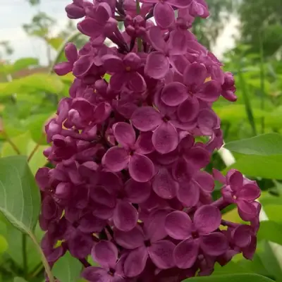 Сирень ИНДИЯ в Барановичах