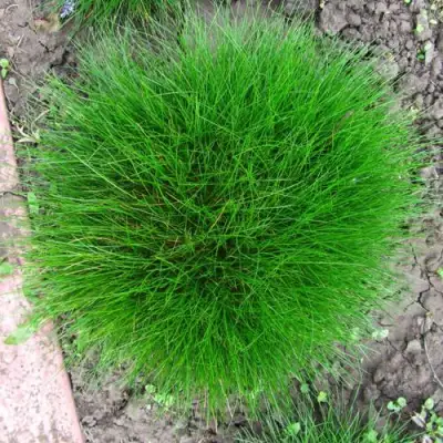 Овсяница ГОТЬЕ в Барановичах