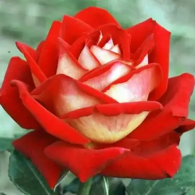 саженцы розы Нью Фэшн