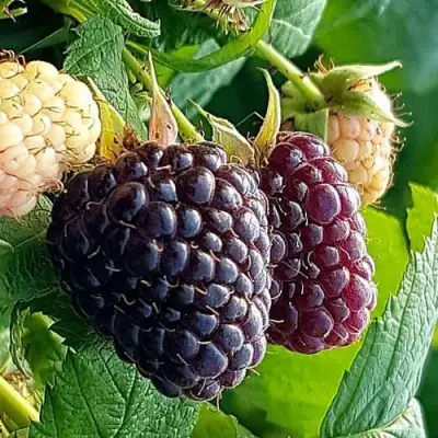 Малина БЛЭК ПОЛЬКА (ХЕБАН) в Барановичах