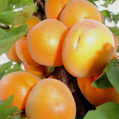 Абрикос ДЕСЕРТНЫЙ в Барановичах