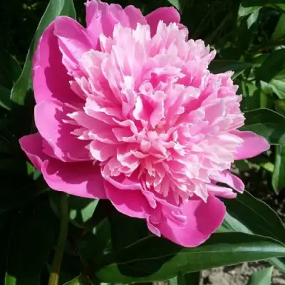 Пион ГОЛУБАЯ ХРИЗАНТЕМА травянистый в Барановичах