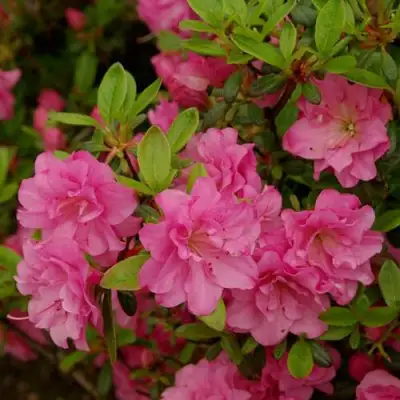 Азалия РОЗИНЕТТА японская в Барановичах